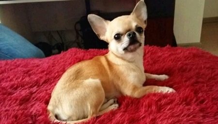 Khi nào Chihuahua có tai và cách đặt chúng như thế nào?