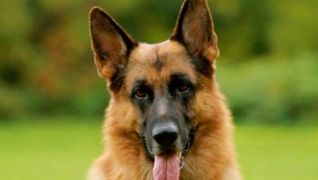 When do the ears of a German shepherd get up?