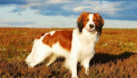 Koikerhondye: opis plemena a vlastnosti chovných psov
