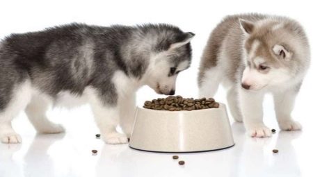 Nourriture Husky: types et subtilités de choix