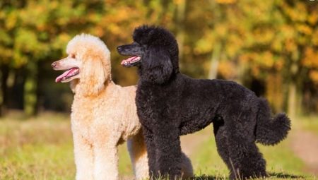 Royal poodle: variasi warna, ciri personaliti dan latihan