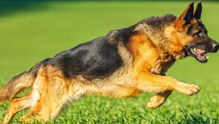 Īsspalvainie vācu aitu suņi: apraksts un kopšanas iezīmes