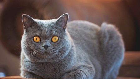 Krátkosrsté plemená mačiek: typy, výber a funkcie starostlivosti
