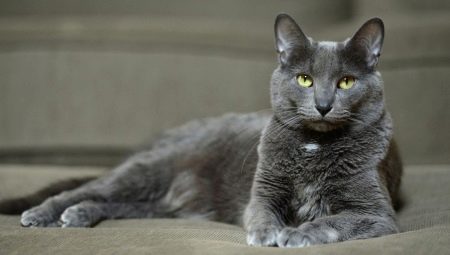 Котка Корат: произход, характеристики, грижи