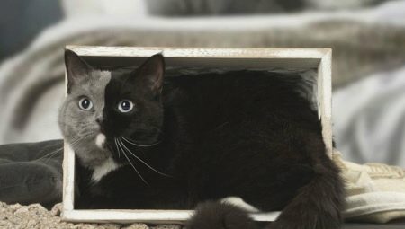 Chimärenkatzen: wie sie aussehen, Vor- und Nachteile
