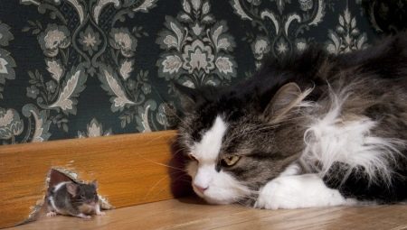 القطط الماسك الفئران: السلالات الشعبية ومحتواها