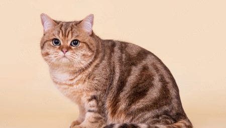 Tabby katės: kailio rašto ypatybės ir veislių sąrašas
