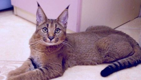 Lynxachtige katten: kenmerken en populaire rassen