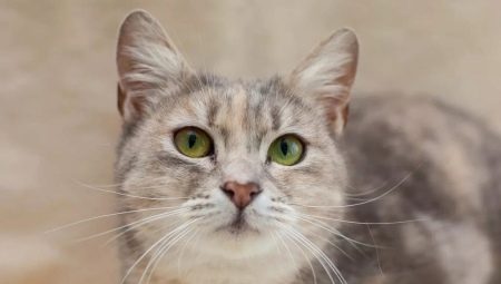 Mestizen Katzen: Beschreibung und Pflegemerkmale