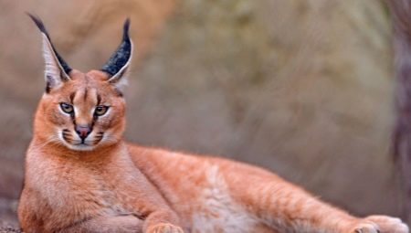 Kucing dengan jumbai di telinga mereka: pelbagai baka dan keanehan pemeliharaan