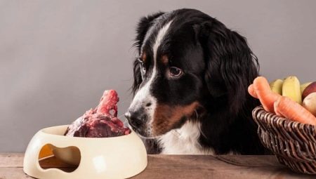 Kosti pro psy: které mohou a které by neměly být krmeny?