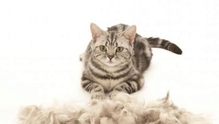 Mačka silne vrhá: príčiny a riešenia problému