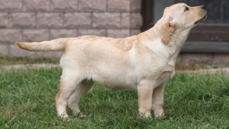 Labrador à l'âge de 4 mois : à quoi ressemble-t-il et comment le garder ?