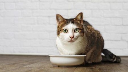Golosinas para gatos: propósito, consejos para elegir y preparar