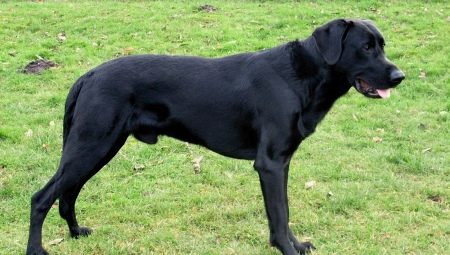 Majorcan Shepherd Dogs: penerangan baka dan peraturan penyelenggaraan