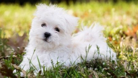 Maltese lapdog: mô tả về giống chó, đặc điểm và nội dung