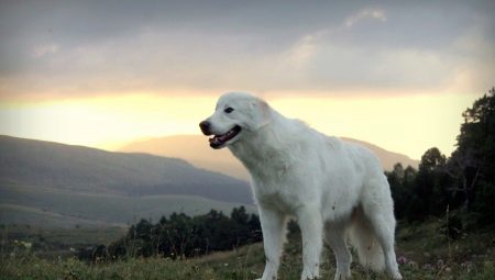 Anjing Gembala Maremma-Abruzzo: penerangan baka, pemakanan dan penjagaan