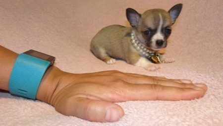Mikro-Chihuahuas: Wie sehen Hunde aus und wie hält man sie?