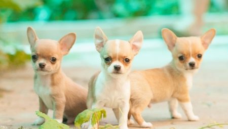 Mini Chihuahua: cum arată câinii și cum să-i păstrezi?