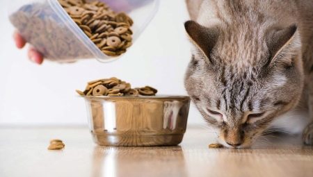 Els gats poden alimentar els gossos?
