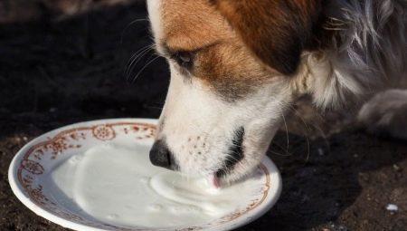 Can you give milk to dogs and what is the right way to do it?