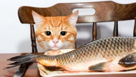 Môžu byť mačky kŕmené rybami a aké sú obmedzenia?
