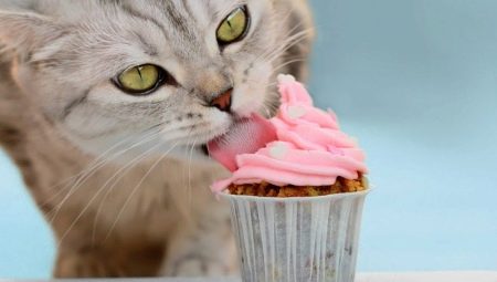 Ar katės gali valgyti saldumynus ir kodėl?