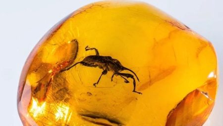 Mga insekto at hayop sa amber