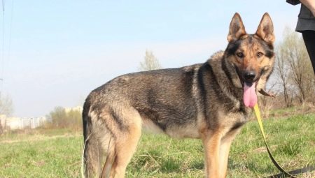 German shepherd dogs ng zonal color: mga uri at nuances ng content