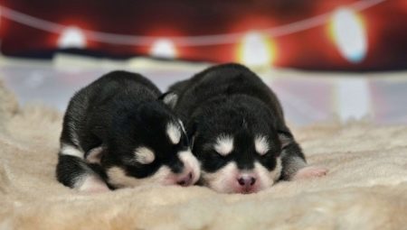 Anak anjing husky yang baru lahir: penerangan dan penjagaan