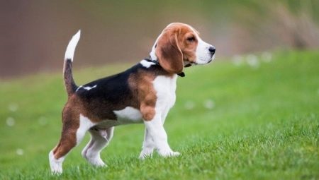 Nuansa membesarkan dan melatih seekor anjing beagle