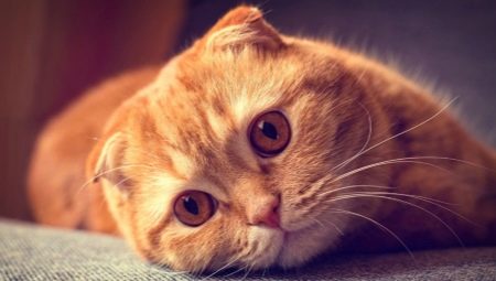 Über Scottish Fold Katzen mit roter Farbe