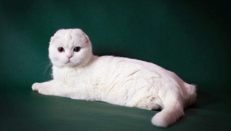 وصف ومحتوى القطط الاسكتلندية البيضاء