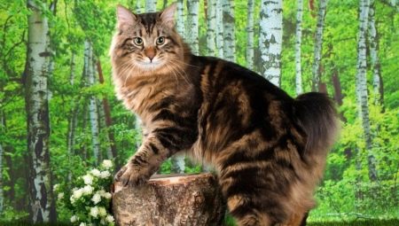 Descrizione e manutenzione dei gatti Kurilian Bobtail