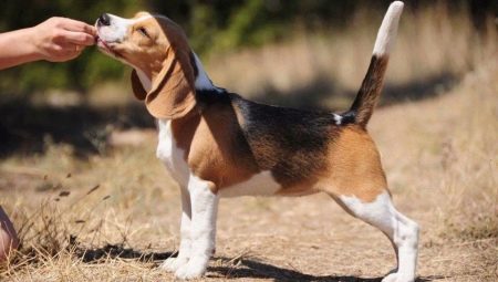Mô tả và bảo dưỡng chó con beagle lúc 4 tháng tuổi