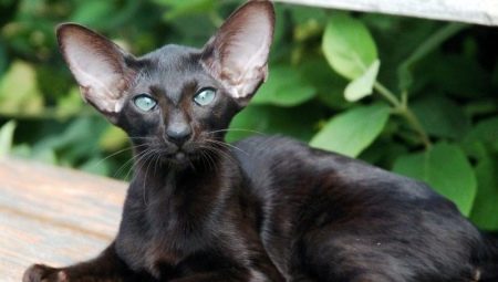 Beschreibung und Bedingungen der Haltung von schwarzen orientalischen Katzen