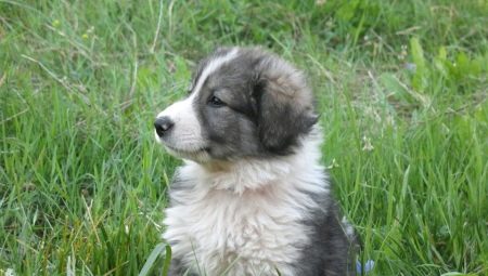 Descripción de los perros pastores rumanos, su naturaleza y contenido