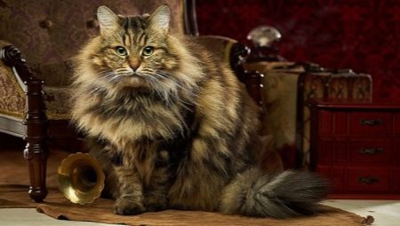 Sibīrijas kaķu apraksts, krāsu veidi un turēšanas īpatnības