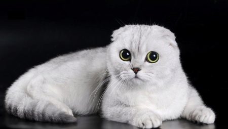 Đặc điểm của mèo Scotland nếp gấp màu trắng