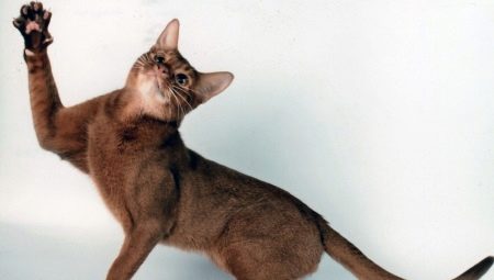 Características del carácter y comportamiento de los gatos.