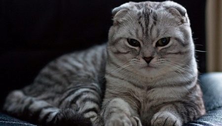 Ciri-ciri Scottish Fold Tabby Cat