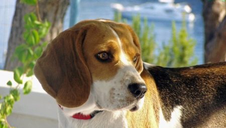 Mga tampok ng pagpapanatili ng isang beagle sa isang apartment