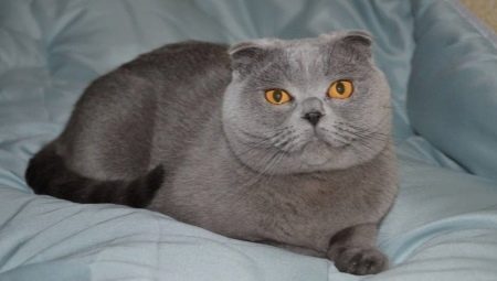 Mga tampok ng fold Scottish blue cat