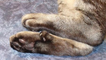 אצבעות בחתולים: תפקידיהם ומספרם