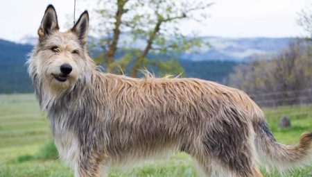 Cani da pastore della Piccardia: descrizione della razza e condizioni di detenzione dei cani