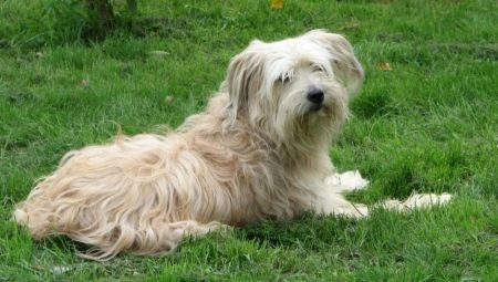 Anjing Gembala Pyrenean: ciri dan kandungan