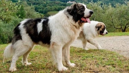 كلب الدرواس Pyrenean: ما هو هذا الصنف وكيف تعتني به؟