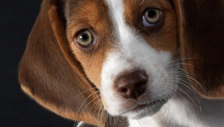 Vor- und Nachteile der Beagle-Rasse