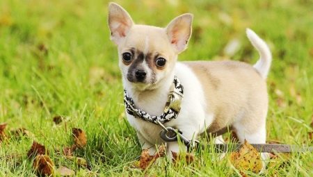 Prednosti i nedostaci pasmine Chihuahua