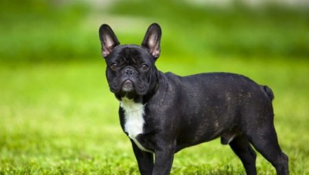 Mga kalamangan at kahinaan ng lahi ng French Bulldog